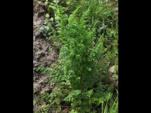 Carotte sauvage(Daucus carota)_14