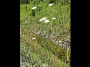 Carotte sauvage(Daucus carota)_15