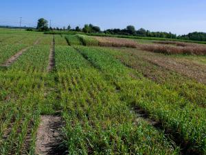 Souchet comestible(Cyperus esculentus)_14