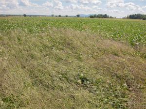 Digitaire sanguine(Digitaria sanguinalis)_9