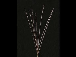 Digitaire sanguine(Digitaria sanguinalis)_12