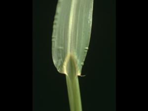Pied-de-coq(Echinochloa crus-galli)_6