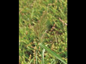 Pied-de-coq(Echinochloa crus-galli)_9