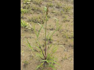 Pied-de-coq(Echinochloa crus-galli)_10