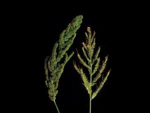 Pied-de-coq(Echinochloa crus-galli)_16