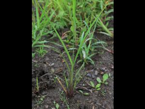 Pied-de-coq(Echinochloa crus-galli)_25