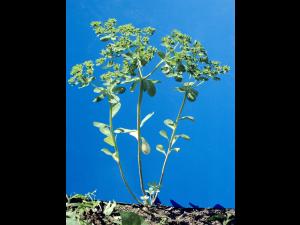 Euphorbe réveille-matin (Euphorbia helioscopia)_6