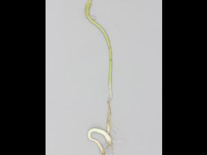 Oignon sec - diméthénamide-P (15)_5