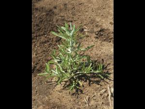 Gnaphale des vases (Gnaphalium uliginosum)_5