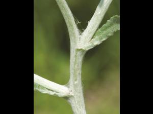 Gnaphale des vases (Gnaphalium uliginosum)_7