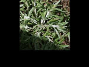 Gnaphale des vases (Gnaphalium uliginosum)_17