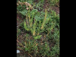 Lépidie densiflore (Lepidium densiflorum)_13
