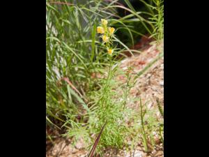 Linaire vulgaire (Linaria vulgaris)_8