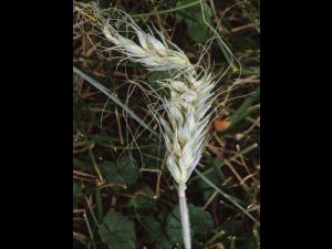 Triticale - dicamba (4)_1