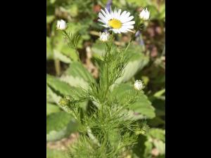 Matricaire inodore (Tripleurospermum inodorum)_8