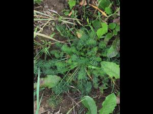 Matricaire inodore (Tripleurospermum inodorum)_11