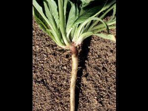 Onagre bisannuelle (Oenothera biennis)_4