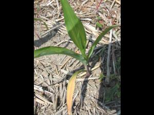 Maïs grain et fourrager - glyphosate (9)_3