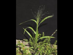Panic capillaire (Panicum capillare)_10
