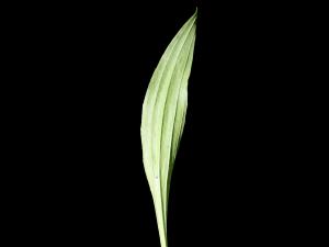 Plantain lancéolé (Plantago lanceolata)_5