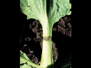 Plantain majeur (Plantago major)_5