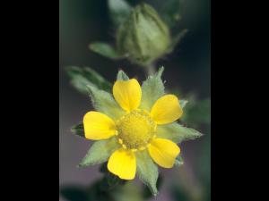 Potentille Norvège (Potentilla norvegica)_3