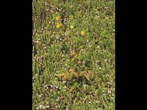 Potentille Norvège (Potentilla norvegica)_11