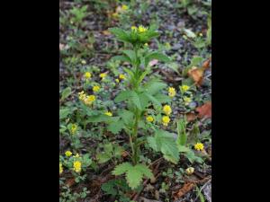 Potentille Norvège (Potentilla norvegica)_21