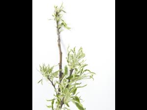 Pomme - glyphosate (9)_11