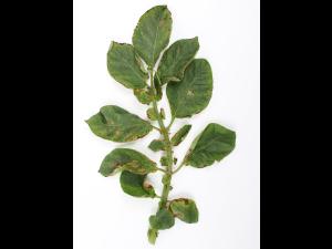 Pomme de terre - paraquat (22)_1