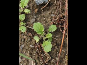 Moutarde champs (Sinapis arvensis)_12