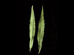 Verge d'or du Canada(Solidago canadensis)_10