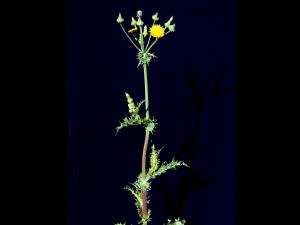 Laiteron rude (Sonchus asper)_6