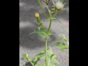 Laiteron potager (Sonchus oleraceus)_9