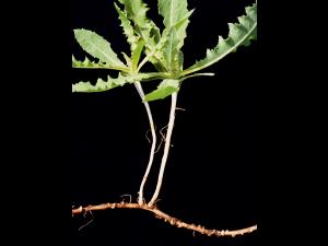 Laiteron champs (Sonchus arvensis)_4