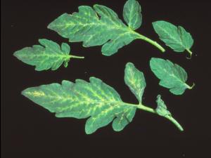 Tomate - terbacil (5)_1