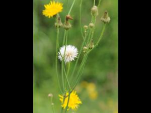 Laiteron champs (Sonchus arvensis)_21