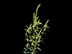 Amarante de Powell(Amaranthus powellii)_3