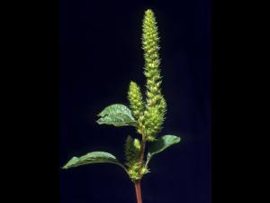 Amarante de Powell(Amaranthus powellii)_6