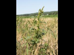 Amarante de Powell(Amaranthus powellii)_17