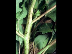 Lampourde glouteron (Xanthium strumarium)_6