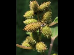 Lampourde glouteron (Xanthium strumarium)_14