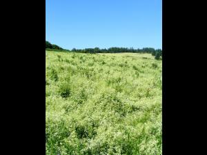 Gaillet mollugine (Galium mollugo)_11