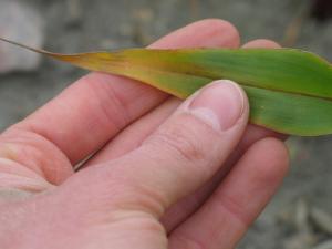 Maïs grain et fourrager - rimsulfuron (2)_2