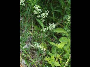 Gaillet mollugine (Galium mollugo)_25