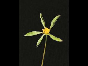 Bident feuillu(Bidens frondosa)_2