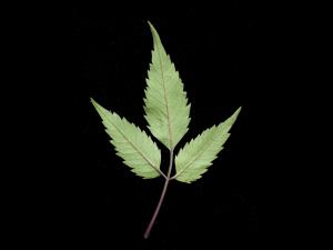 Bident feuillu(Bidens frondosa)_4