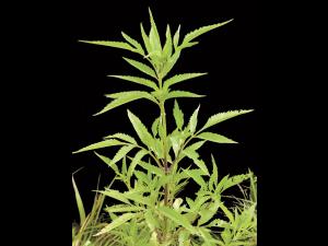 Bident feuillu(Bidens frondosa)_6