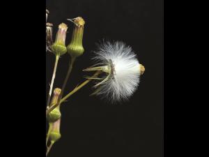 Érechtite feuilles épervière (Erechtites hieraciifolius)_3