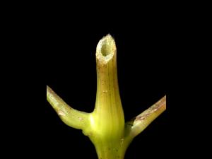 Impateinte du Cap (Impatiens capensis)_5